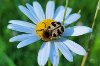 Trichius gallicus