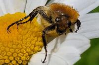 Trichius gallicus