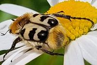 Trichius gallicus