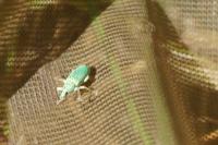 Polydrusus formosus