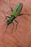 Oedemera nobilis