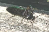 Melanotus