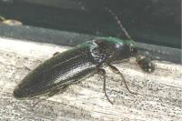 Melanotus
