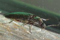 Melanotus