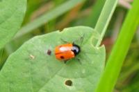 Cryptocephalus bipunctatus