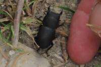 Dorcus parallelipipedus