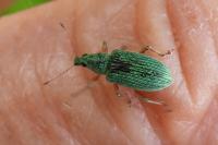 Polydrusus formosus