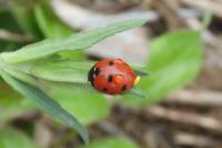 Coccinella septempunctata