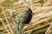 Amphimallon atrum