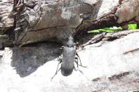 Stictoleptura scutellata