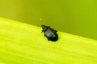 Rhamphus