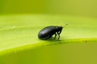 Rhamphus