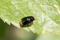 Cryptocephalus chrysopus