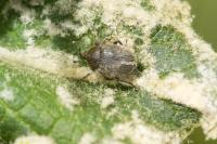 Rhinusa tetra