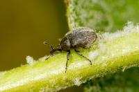 Rhinusa tetra