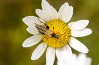 Oedemera podagrariae
