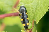 Ptosima undecimmaculata