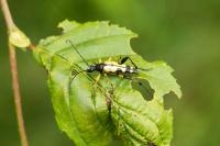 Rutpela maculata