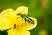 Oedemera nobilis