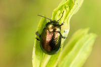 Chrysolina hyperici