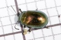 Chrysolina hyperici