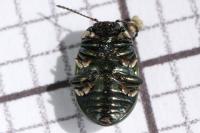 Chrysolina hyperici