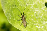 Agapanthia villosoviridescens