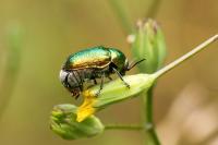 Cryptocephalus