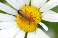 Rhagonycha fulva