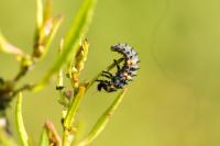Coccinella septempunctata