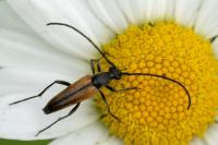 Stenurella