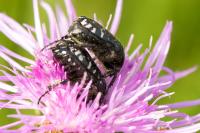 Oxythyrea funesta