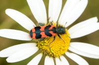 Trichodes alvearius