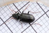 Nebria salina