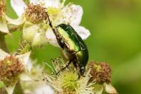 Cetonia aurata
