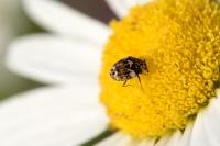 Anthrenus