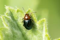 Podagrica fuscipes
