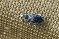 Phyllobius betulinus
