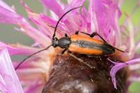 Stenurella melanura