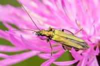 Oedemera nobilis