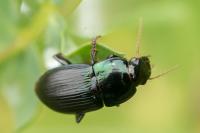 Harpalus dimidiatus