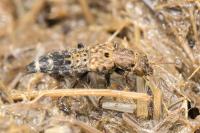 Ontholestes murinus