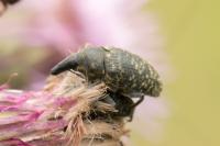 Larinus turbinatus