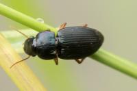 Harpalus dimidiatus