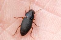 Harpalus dimidiatus