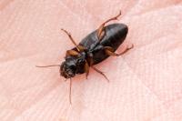 Harpalus dimidiatus