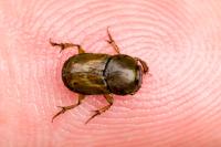 Euoniticellus fulvus