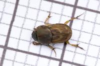 Euoniticellus fulvus
