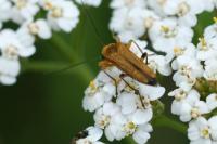 Oedemera podagrariae