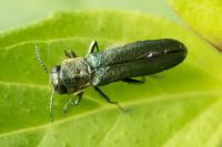 Agrilus